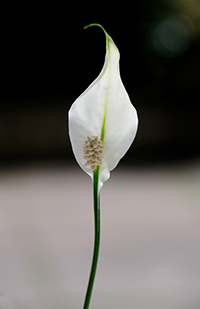 Peace Lily - Photo Credit Janet Ramsden