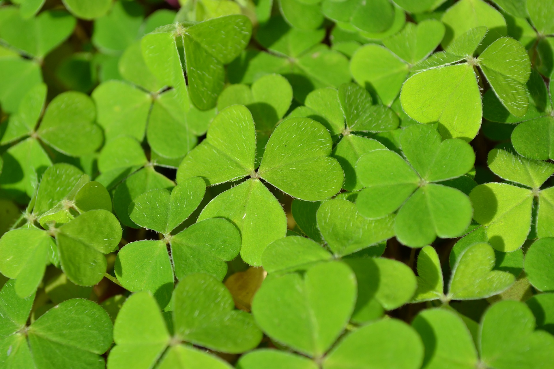 How to Celebrate St. Patrick's Day in Flint & Genesee 