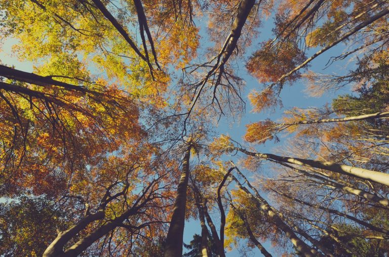 Don't Miss the Brilliant Colors of Fall