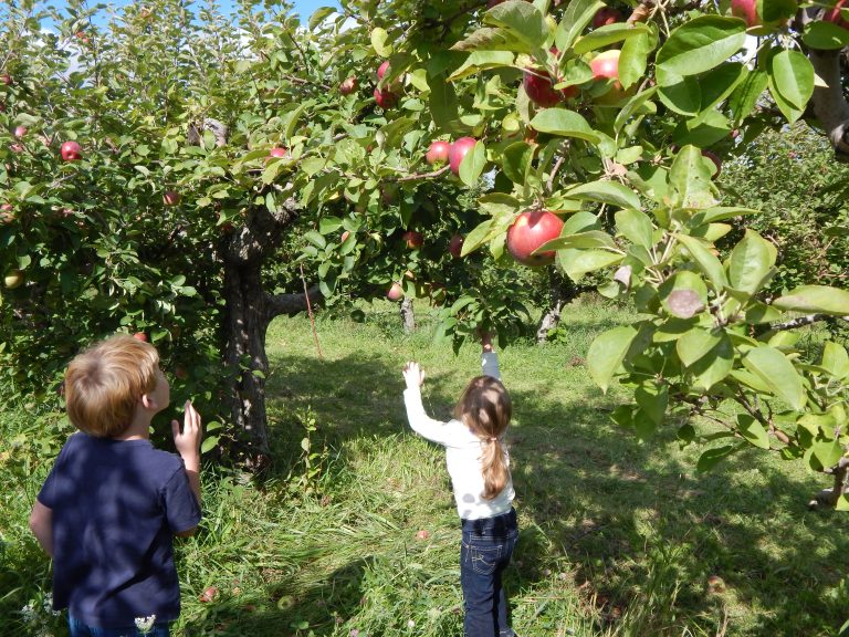 Celebrate Apple Season at these Flint & Genesee Orchards